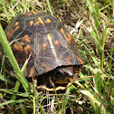 Eastern Box Turtle