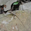 St. Croix Anole
