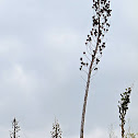 Chaparral Yucca