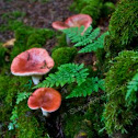 Mushrooms