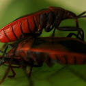 Lady Bug