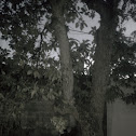 avacado tree