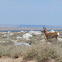 Pronghorn