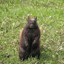 Eastern Grey Squirrel
