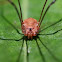 Harvestman