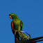 Green Parrot