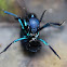 Rove Beetle