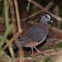 Grey-headed Quail-Dove