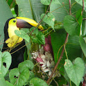 Chestnut-mandibled Toucan