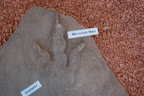 dsc_0473.jpg