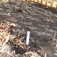 Sweet Corn - Early Chief (BIOCHAR)