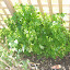 Italian Parsley