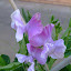 Sweet Peas