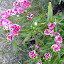 Dianthus