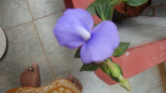 Spotting Image 1