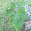 Sassafras tree