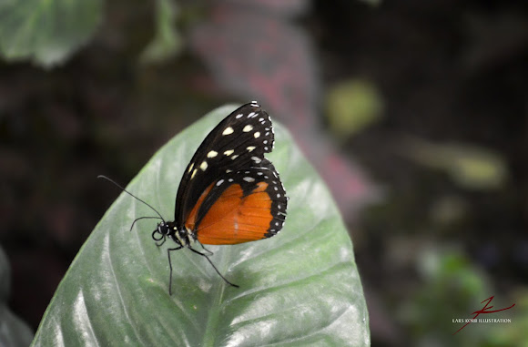 Spotting Image 1