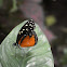 Cream-Spotted Tigerwing