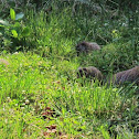 Marmot (Woodchuck - Groundhog) Family