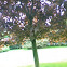 Red Maple