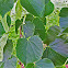 American Basswood Tree