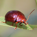 Acacia Leaf Beetle