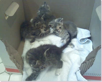 kittens4