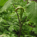 Jack-in-the-Pulpit