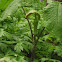 Jack-in-the-Pulpit