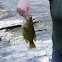 Rock bass