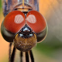 Dragon fly