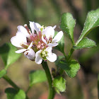 Hairy Bittercress