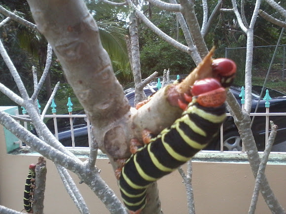 Spotting Image 1