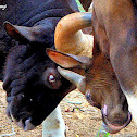 Indian bison