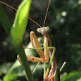 Marvelous Mantids of the North East