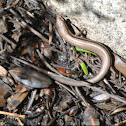 Ground Skink