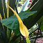 Elephant ear flower