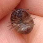 Roly-Poly (Common Pillbug)