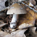 charcoal patches amanita