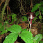 Arisaema sp.