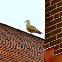Iceland Gull