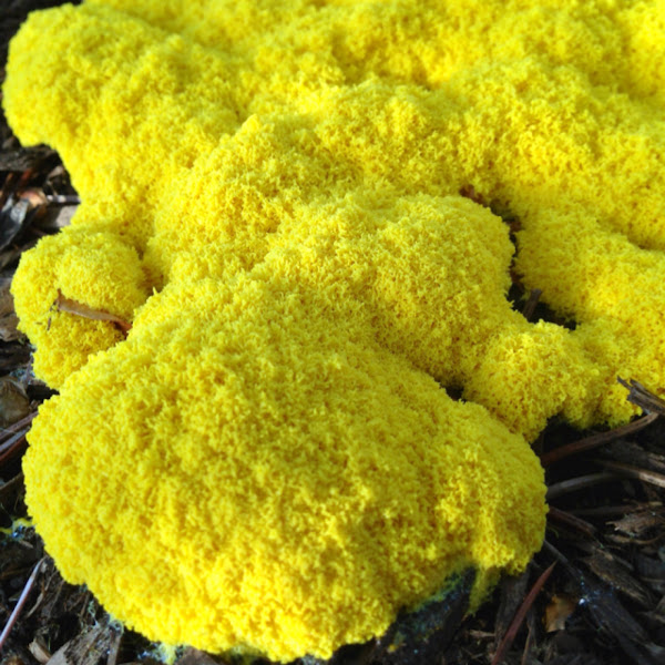 Yellow Slime Mold Dog Vomit Mold Project Noah