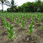 Cultivated Tobacco