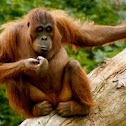 Orangutan