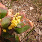 Oregon grape