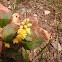 Oregon grape
