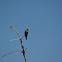 Olive Sided Flycatcher