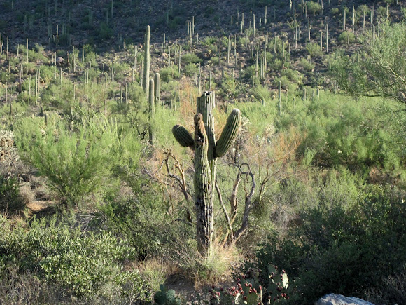 Spotting Image 1