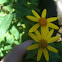 Fireweed groundsel
