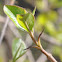 Wilson Black-Haw